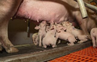 Afrikaanse varkenspest maakt verzekeren actueler dan ooit