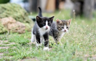Vergoeding voor vogelgrieptest huisdieren, monitoren virus belangrijk