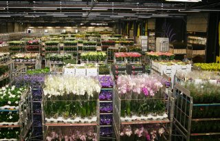 Medewerkers Eelde weigeren eindbod van FloraHolland