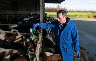 Melkkoeien in Laag Zuthem gevaccineerd tegen IBR