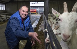 Kwaliteit van mais maakt bij geit het verschil