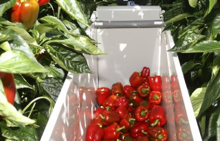 Twee grote paprikabedrijven bundelen krachten