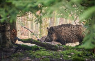 Spanje meldt dertien nieuwe gevallen van Afrikaanse varkenspest