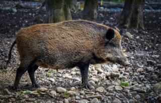 Afrikaanse varkenspest in Spanje komt niet uit laboratorium