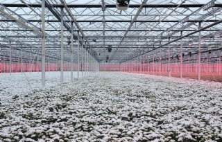 Glastuinbouw in de knel door netcongestie