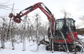 VreeFruit vernieuwt boomgaard met veelbelovend appelras Bloss
