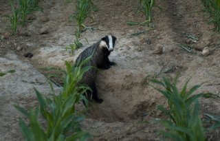 Dassenschade werkt ook door in maiskuil