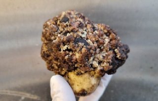 Zorgen over wratziekte: 'We houden ons hart vast'