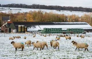 Schapen doen zich tegoed aan najaarsgras
