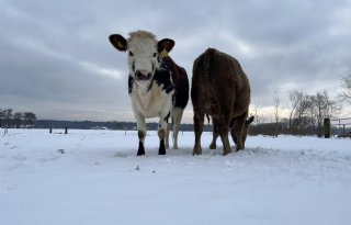 Koeien naar buiten voor klauwgezondheid en uniek plaatje