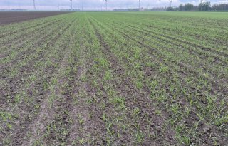 Antiluisdek van gerst halveert vergelingsziekte in bieten