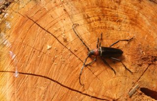 Alle prunussen op waardplantenlijst boktor Aromia bungii