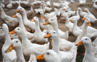 Vergunningen eendenslachterij Tomassen Duck-To ingetrokken