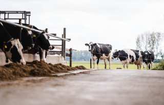 Robotmelken en weiden: resultaten, vervolg en kansen voor melkveehouders