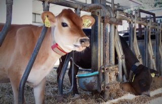 Campagne tegen voeren pluimveemest aan Israëlisch rundvee