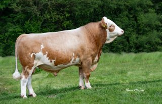 Hoornloze koeien: van mutatieverschijnsel naar selectie-instrument