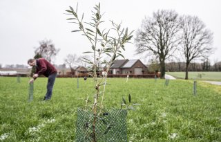 Steeds meer exotische gewassen op Limburgse akkers