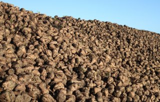 Ook van latere bietenleveringen blijft suikergehalte op niveau