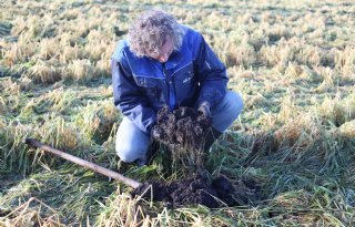Mestbeleid zet akkerbouwers op zandgrond in een spagaat