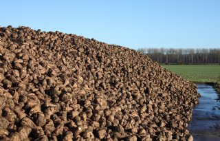 Belgische suikerfabrieken melden recordcijfers: suikergehalte dik 18 procent