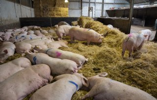 Vrij zijn van SINS helpt staart heel te houden