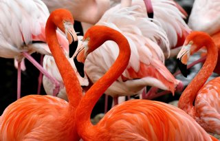 Vogelgriep in Lottum, niet alle vogels geruimd vanwege bijzondere soorten