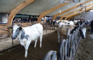 Nederlands rundvlees moet buitenlands product uit supermarkt verdringen