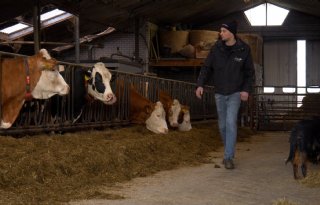 Utrechts plan hakt erin bij melkveehouder: 'Ik laat me niet van mijn erf af schoppen'