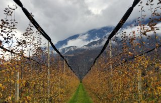Zuid-Tirol is fruitregio met ideaal teeltklimaat: 'Appels met smaak en bite'