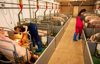 Varkenshouder die meer structuur aanbrengt in kraamstal, speelt werktijd vrij