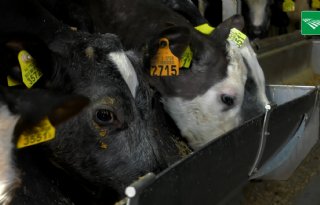 Kalver- en geitenhouderij vinden invoeren dierrechten overbodig