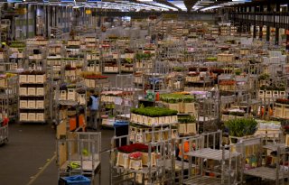 Bloemensector schrikt van btw-verhoging op sierteelt: 'Een heel slecht plan'