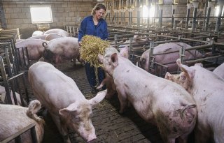 Aantal krulstaarten bij varkensfokbedrijf Jacobs groeit