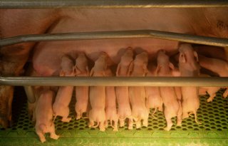 Blijft verdienmodel Beter Leven overeind met AMvB dierwaardige veehouderij?