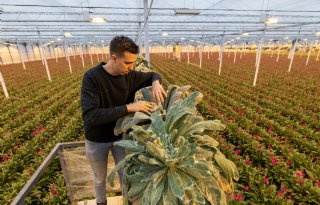 'We hebben een torenhoge ambitie: volledig chemievrij gerbera's telen'