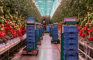 Goede prijzen zijn bittere noodzaak voor belichte tomatenteelt