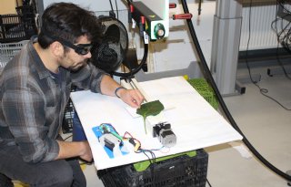 Laserstralen bestrijden trips en bladluizen in paprika