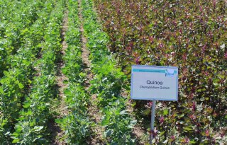 Mestseizoen: let op gebruiksnorm, rustgewas en graslandeis