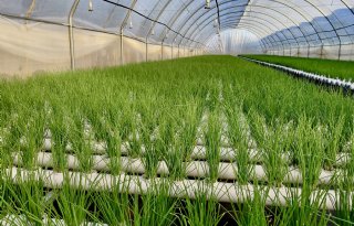 Nederland steunt Marokkaanse telers met kennis op maat