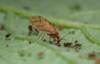 Bladluispredator ook actief bij lagere temperaturen