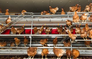 Tweede Newcastle-uitbraak Duitsland bij leghennen