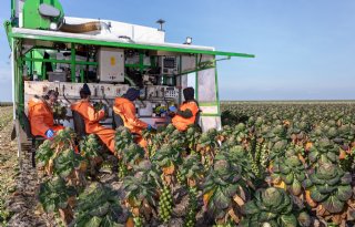 Laatste spruiten brengen kostprijs lang niet op
