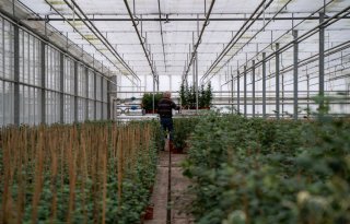 Zonder cluster geen toekomst voor tuinders in Zuid-Hollandse Valkenburg