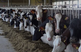 Melkveehouder Bolhuis: 'Veel meer plezier in werk met ProCROSS'