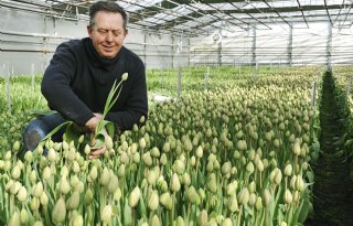 Exclusieve 'Franse tulpen' voor nichemarkt