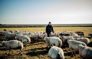 Gouden bekjes en pootjes helpen grasgroei