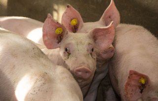 Compaxo verhoogt vleesvarkensprijs, biggen iets duurder
