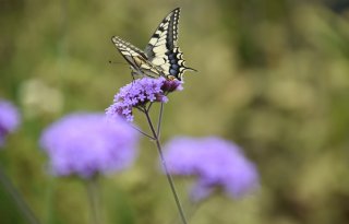 Boeren tellen recordaantal vlinders: 'We hopen nog op een koninginnenpage'