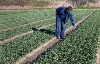 Mooi weer zet tulpenselectie op volle toeren