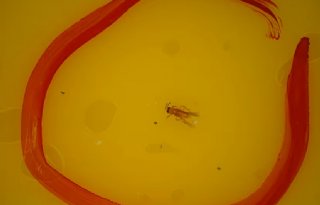 NVWA vindt trips met quarantainestatus op snijbloemen